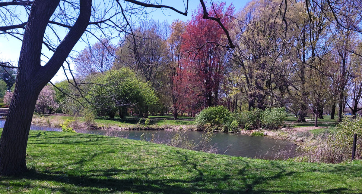 pond-with-tree-1200x645.jpg